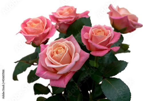 Fresh pink roses with bright leaves on a white background.