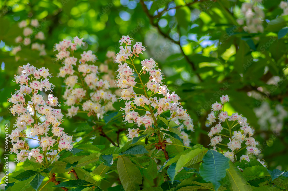 Aesculus hippocastanum horse chestnut tree in bloom, group of white flowering flowers on branches Aesculus hippocastanum horse chestnut tree in bloom, group of white flowering flowers on branches