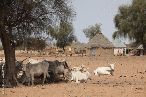 Troupeau de vaches zébus, dans la zone soudano sahélienne du Sénégal, devant un village de pasteurs peul photo