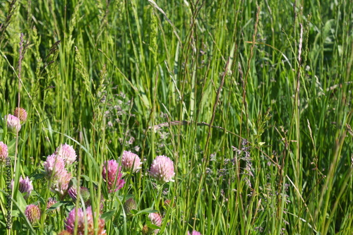 Detail of a section of a wildflower meadow, with pink clover flowers and grasses