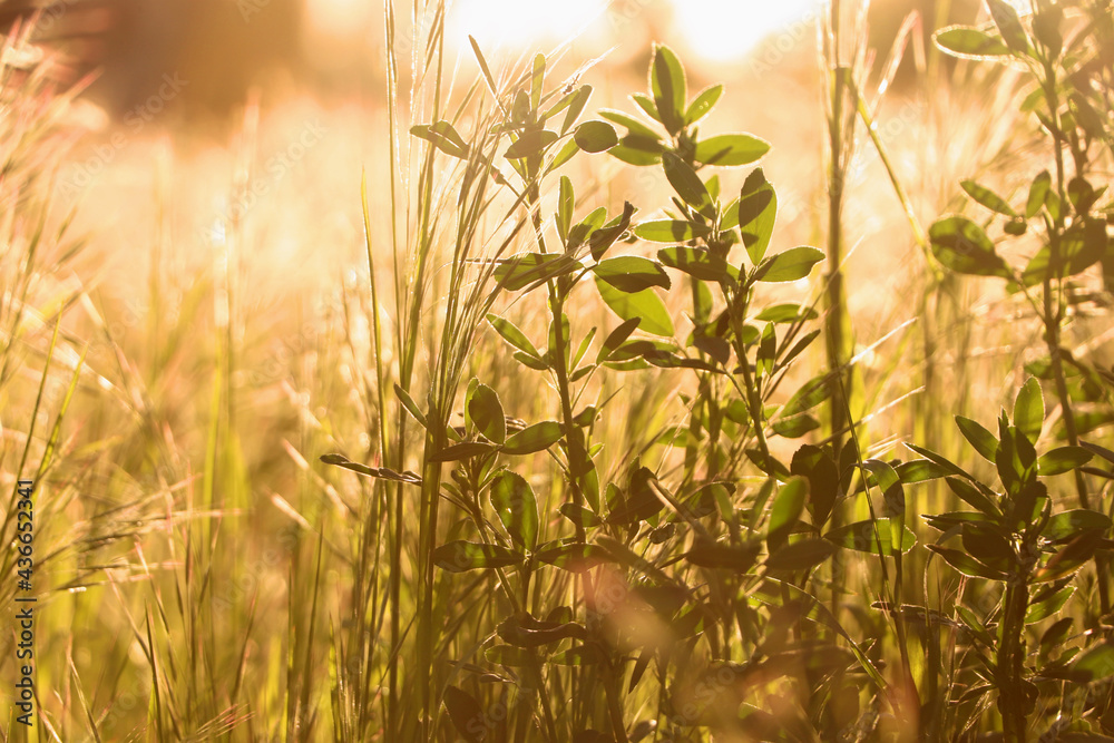 Fototapeta premium Lush grass and wild flowers in spring meadow