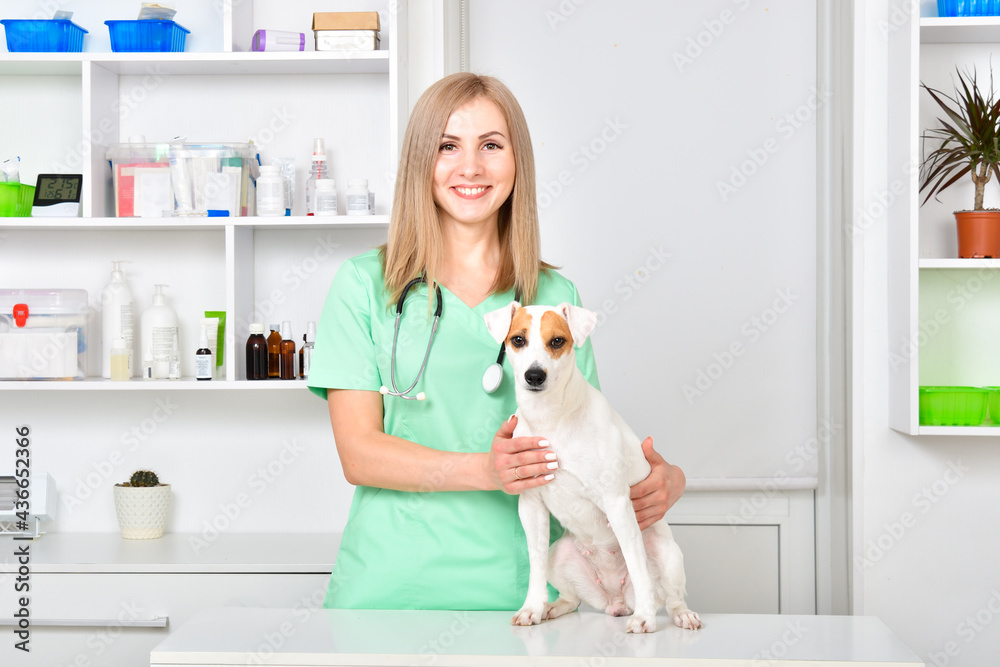 Smiling veterinarian with jack russell terrier dog