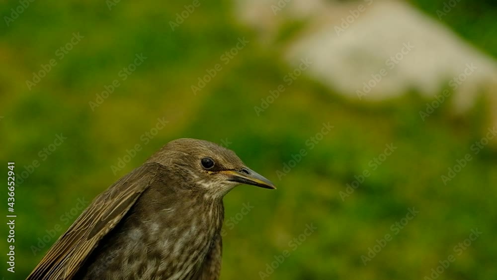 Songbird chick. Down and feathers of a young bird. Russia. Day. Spring.