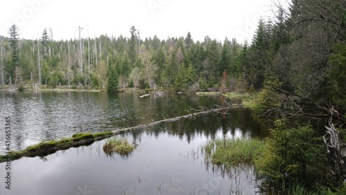 lake Laka in šumava national park glacial lake freshwater  photo