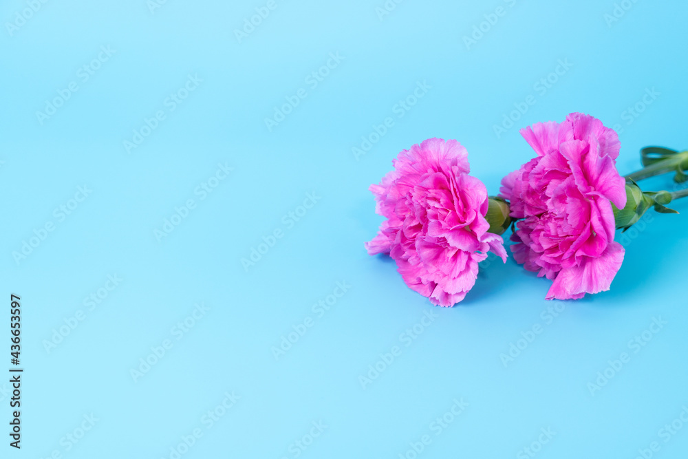 Two pink carnations on a blue background Two pink carnations on a blue background