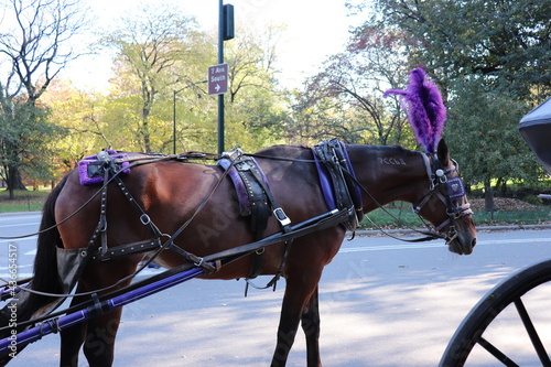 Horse in Central Park New York