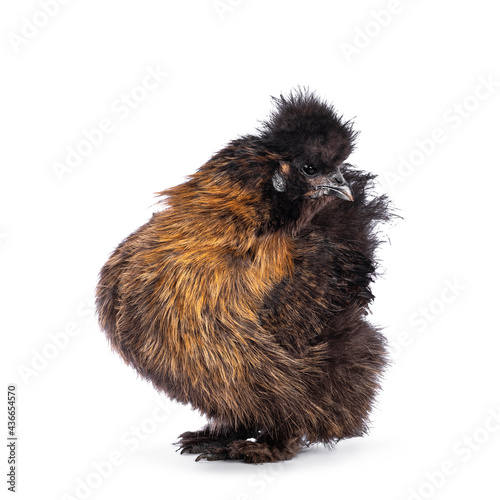 Young patridge Silkie chicken, standing side ways. Looking over shoulder backwards. Isolated on a white background. photo