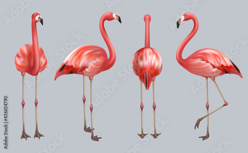 Realistic flamingo. Exotic tropical birds pink color animate poses wildlife decent vector collection illustrations