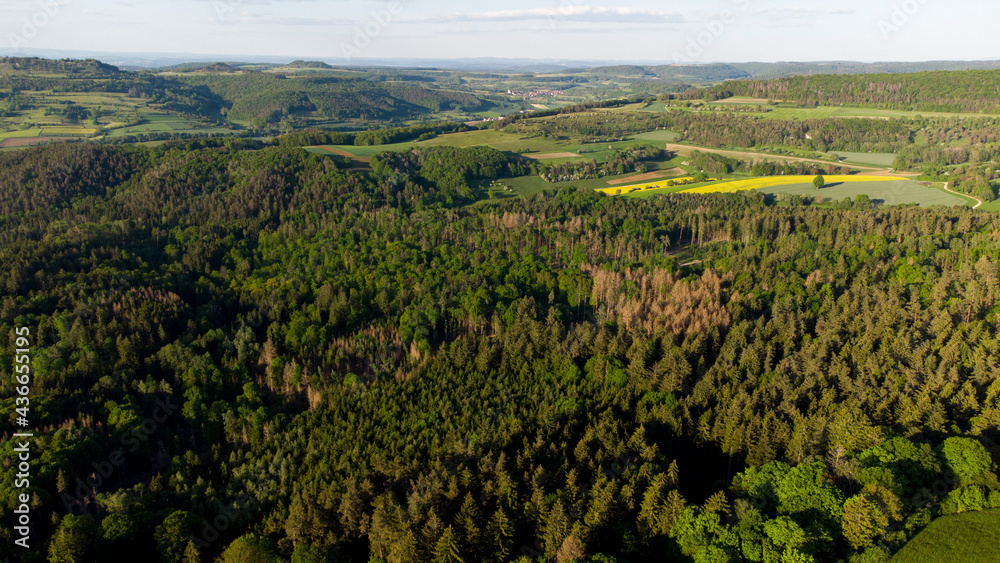 Grüner Nadelwald in Oberfranken