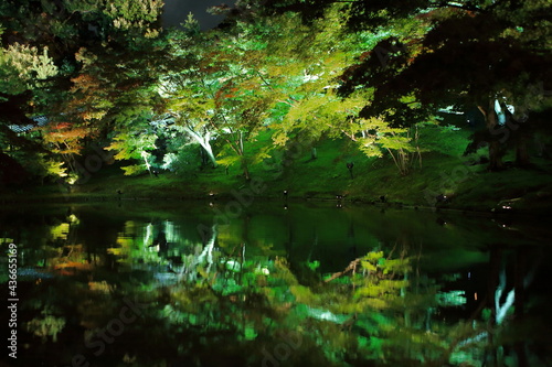 autumn Japanese garden ライトアップされた日本庭園