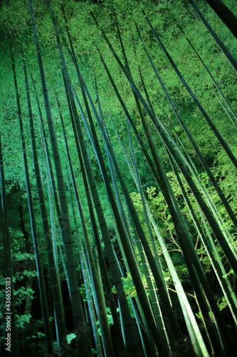 bamboo forest ライトアップされた寺の庭 