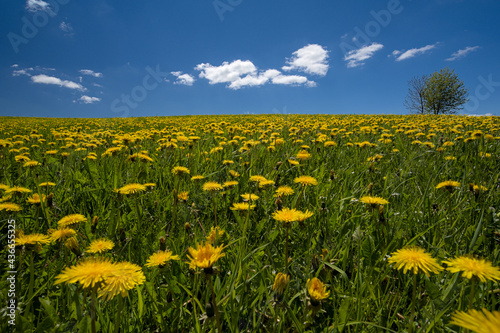 Willow with dandelions on a beautiful early summer day with a clear blue sky