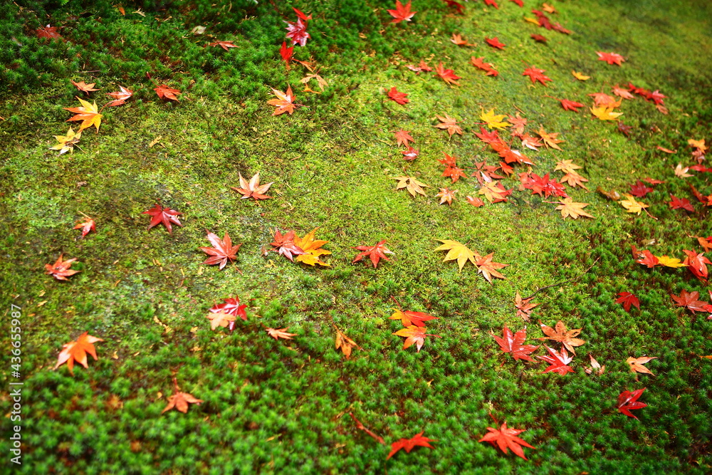 autumn leaves お寺の秋の庭園　苔と落ち葉たち