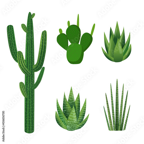 Succulents. Set of green plants. Vector illustration of aloe, cactus, haworthia, sansevieria isolated on white background. Trendy decor with plants, urban jungle.