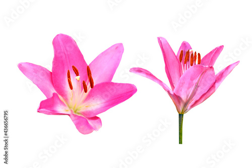 pink lily isolated on white