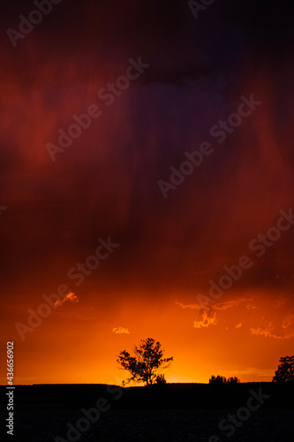 sunset with tree