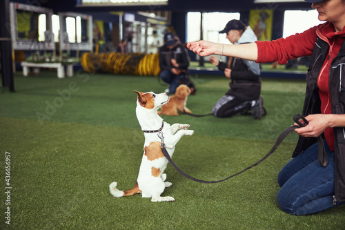 Fotografía Professional dog trainer practicing the Stand command