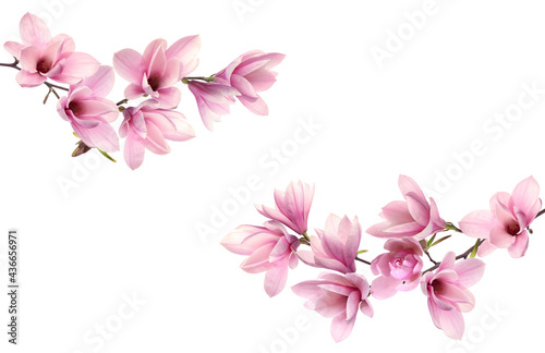 Fototapeta Naklejka Na Ścianę i Meble -  Beautiful pink magnolia flowers on white background