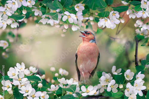 finch bird sits among the flowering branches of an apple tree in a spring park