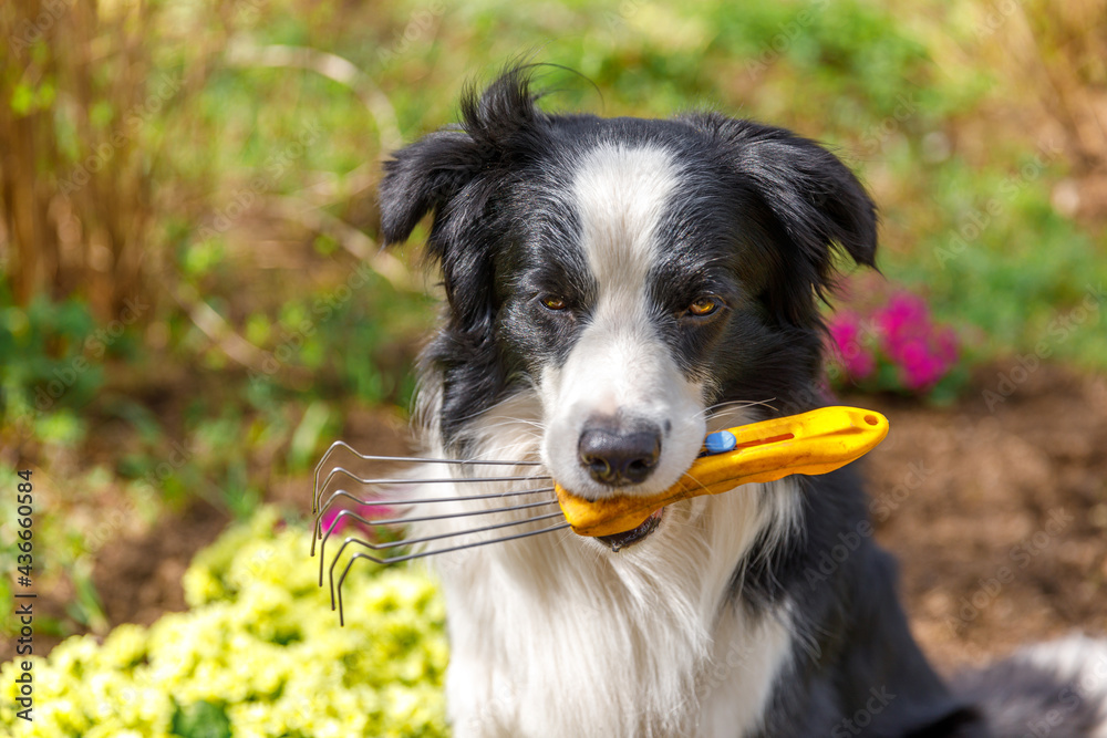 Fototapeta premium Outdoor portrait dog border collie holding garden rake in mouth on garden background. Funny puppy dog as gardener fetching rake for weeding ready to planting. Gardening and agriculture concept.