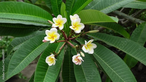 White-yellow Plumeria flowers are swaying in the wind on the green tree. White Plumeria flowers in green background. Slow motion video.  photo