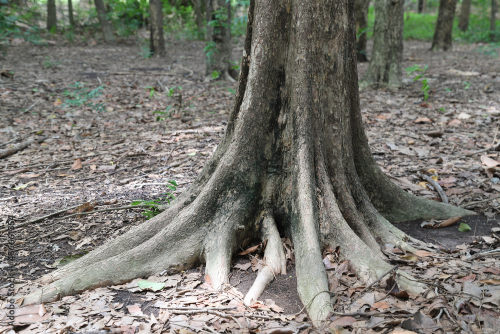 Closeup of roots of big tree on the ground in the forest. .