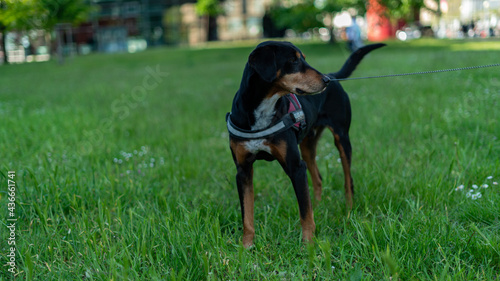 Fototapeta Naklejka Na Ścianę i Meble -  Happy black dog standing at grass
