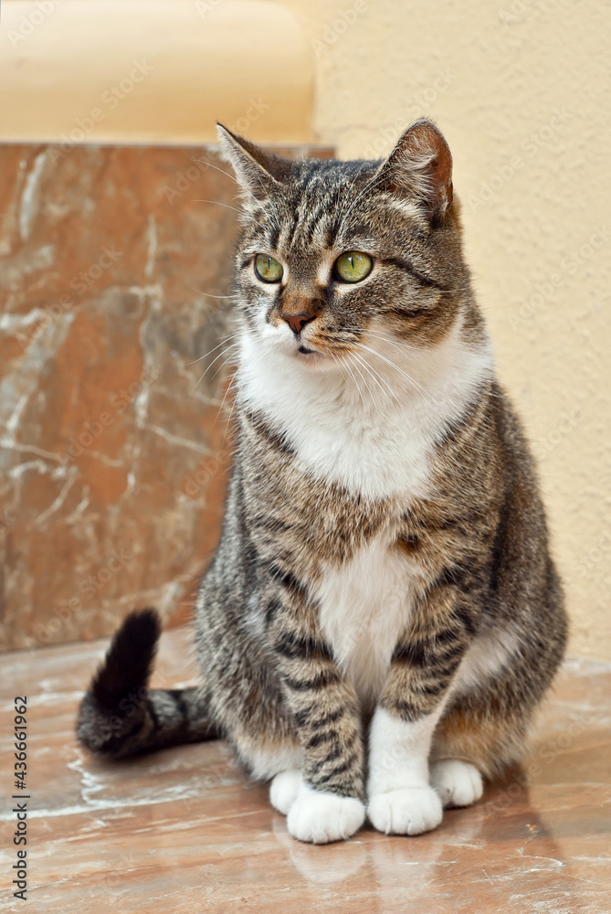 The cat is sitting on a marble slab. Street cat on a yellow wall background.