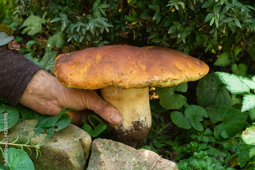 Man picks a huge porcini mushroom