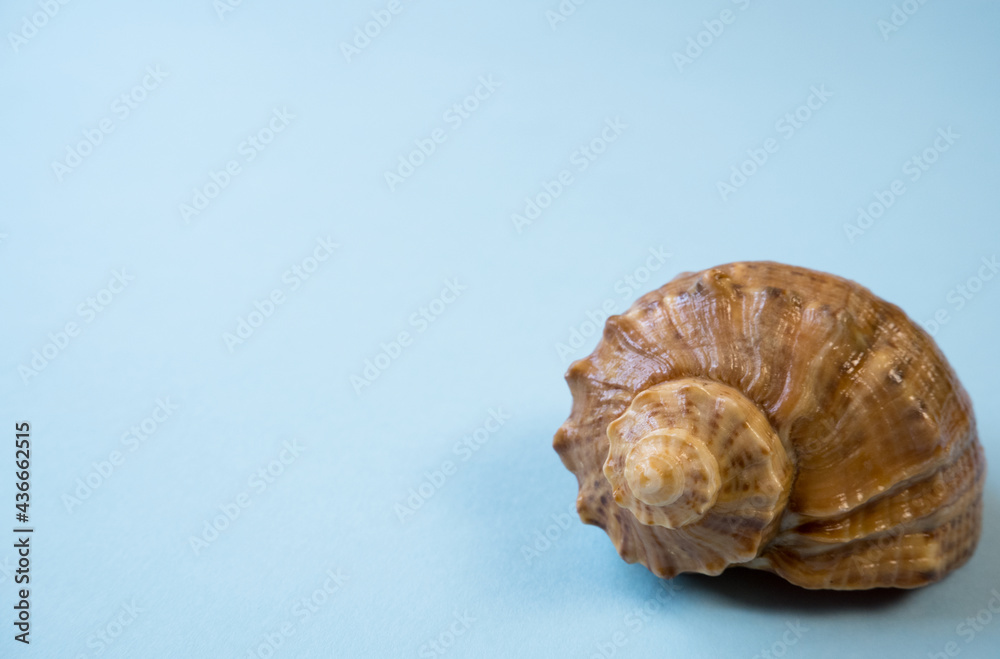 Sea shell, on a blue background. Summer vacation concept.