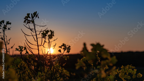 Silhouette of rapeseed flower at sunset in the evning in germany, closeup 