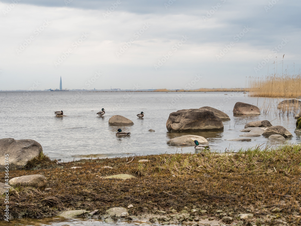 Low tide of water in the bay. Coast of stones. Stones with moss. Skyline. Algae and reed in the foreground. Ducks by the shore. Overcast. Landscape photography