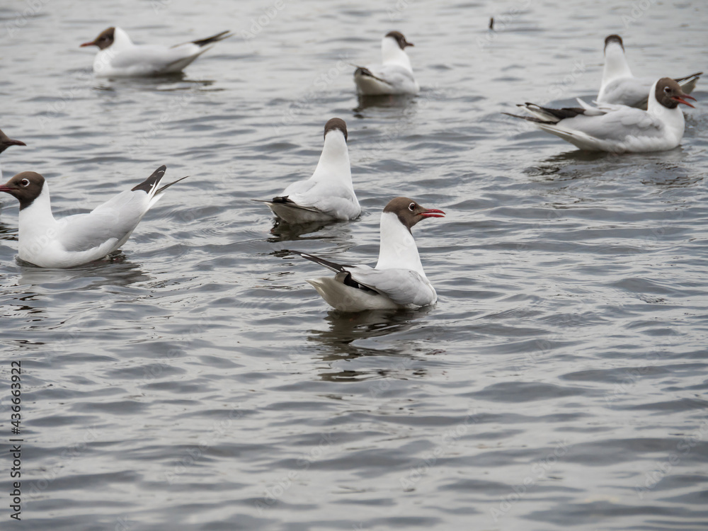 Floating seagulls on the water. Seagulls on the water in the city park. A flock of seagulls. Floating seagulls on the water. Seagulls on the water in the city park. A flock of seagulls.