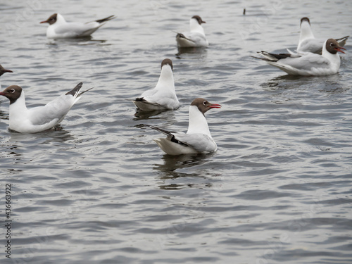 Floating seagulls on the water. Seagulls on the water in the city park. A flock of seagulls.