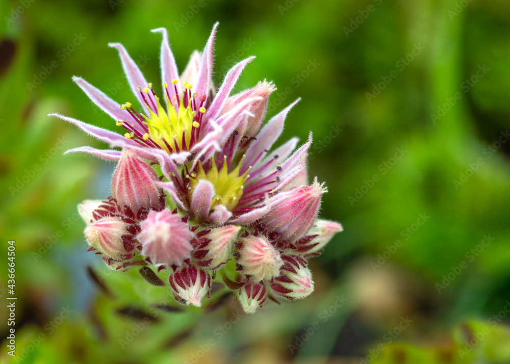 sempervivum flower