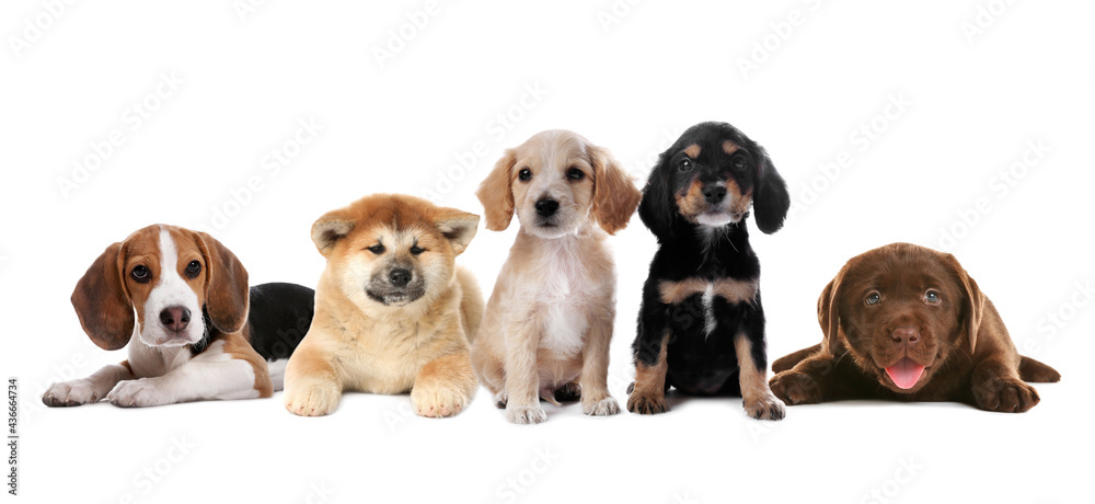 Group of adorable puppies on white background. Banner design Group of adorable puppies on white background. Banner design