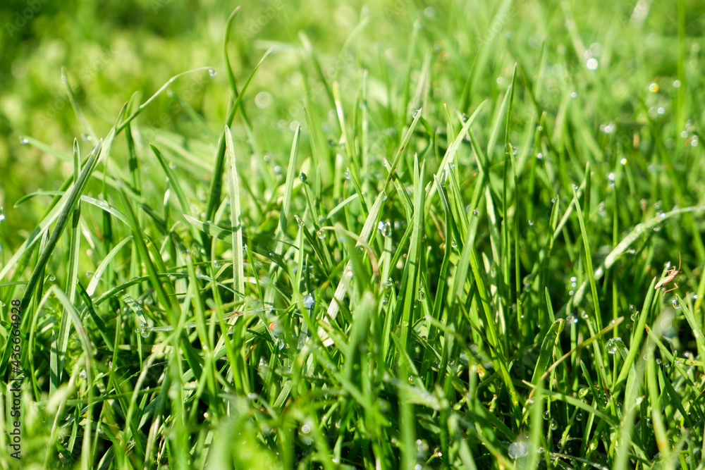 Green grass, close-up. Natural background. Green, juicy grass with dew drops in the rays of the bright sun, blurred background. Green grass, close-up. Natural background. Green, juicy grass with dew drops in the rays of the bright sun, blurred background.