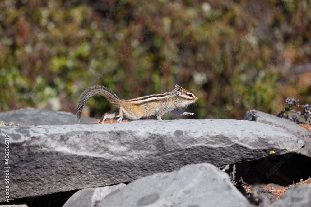 Chipmunk sneaks over stones Chipmunk sneaks over stones