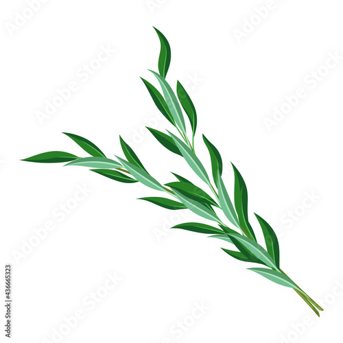 Fototapeta Naklejka Na Ścianę i Meble -  Illustration of willow branches Happy Sukkot traditional symbol.