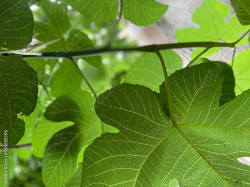 Wallpaper Mural green leaf Torontodigital.ca