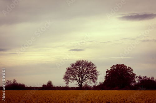 sunset over a rapeseed field with trees in the background and dramatic lighting