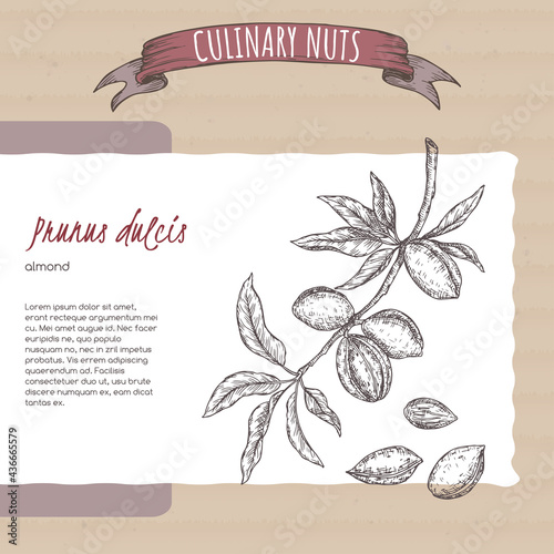 Prunus dulcis aka almond branch and nuts sketch on cardboard background. Culinary nuts series.