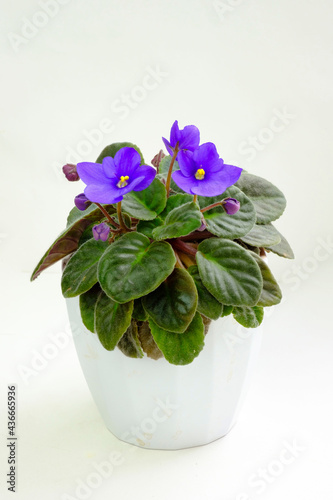 Potted blossoming blooming african blue violet viola streptocarpus saintpaulia flowers isolated on white. Home gardening house plant