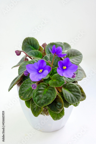 Potted blossoming blooming african blue violet viola streptocarpus saintpaulia flowers isolated on white. Home gardening house plant photo