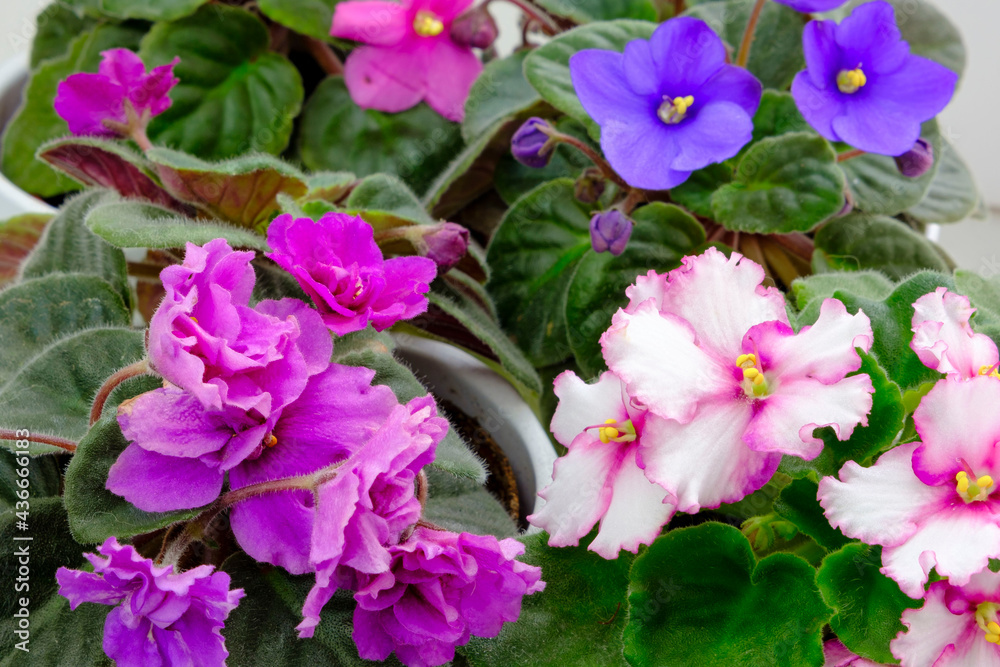 colorful potted blossoming blooming african violet viola streptocarpus saintpaulia flowers isolated on white. Home gardening house plant colorful potted blossoming blooming african violet viola streptocarpus saintpaulia flowers isolated on white. Home gardening house plant