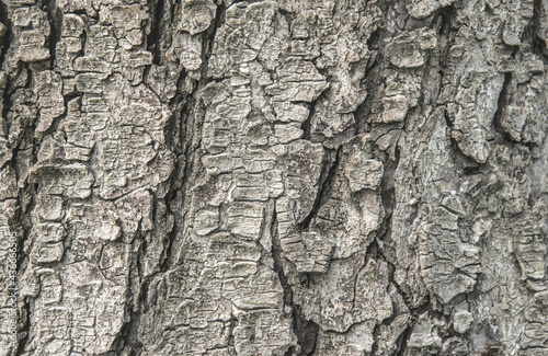 Rough, cracked tree bark. Natural background and texture photo
