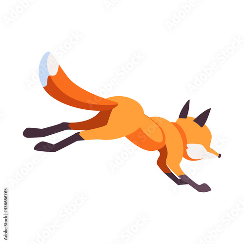 Cartoon Fox runs away from the viewer. Vector illustration isolated on white background