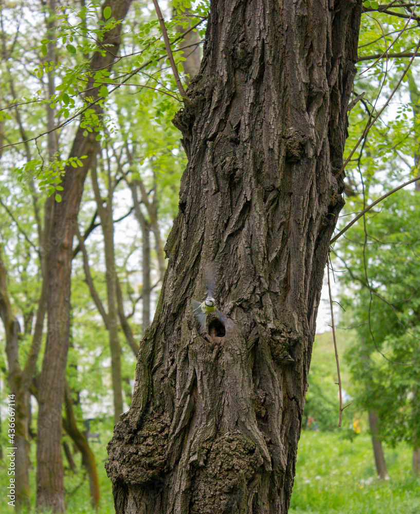 Obraz premium Sikorka modraszka przy dziupli. Kraków Park Lotników 23.05.2021 14:30