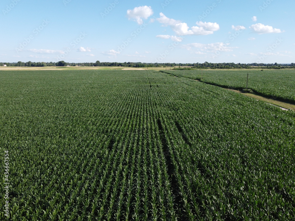 Huge cornfield on a sunny summer day, aerial view. Blue sky over green farm field, landscape. Huge cornfield on a sunny summer day, aerial view. Blue sky over green farm field, landscape.
