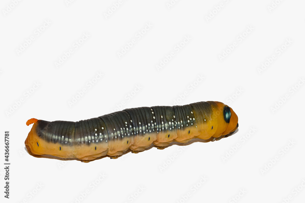 Caterpillars isolated on a white background,close up